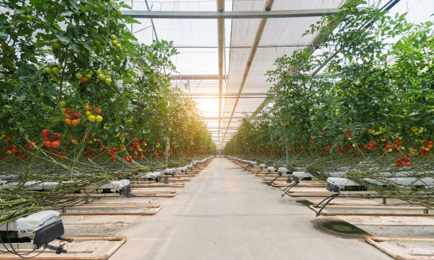 greenhouse