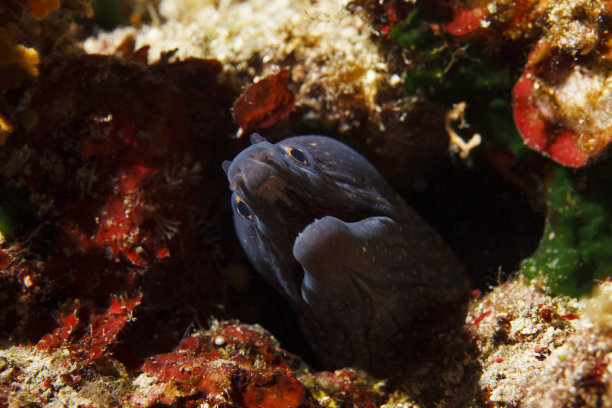 moray