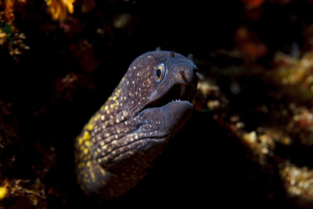 moray