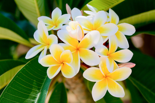 frangipani