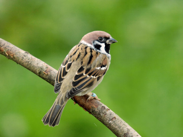 sparrow