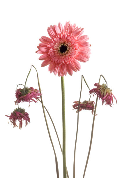 gerbera