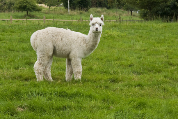 alpaca
