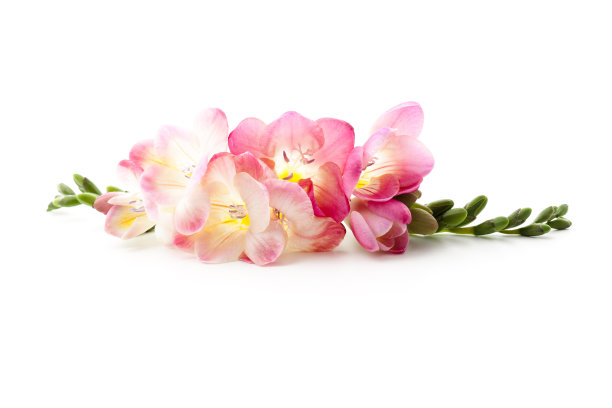 freesia