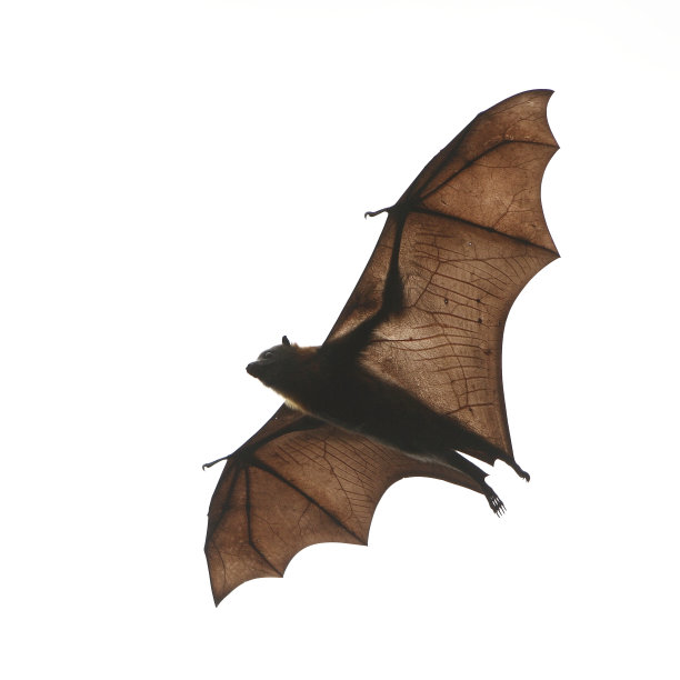bat