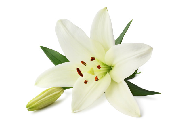 lily