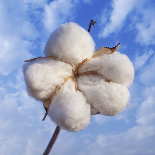 cotton