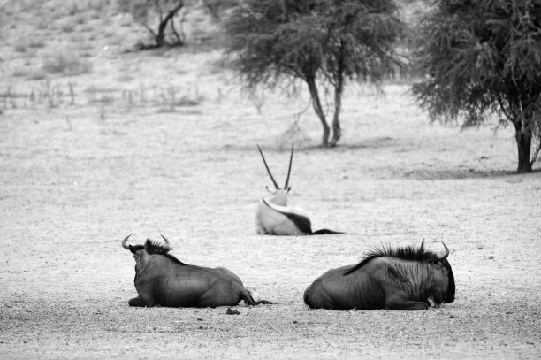 wildebeest
