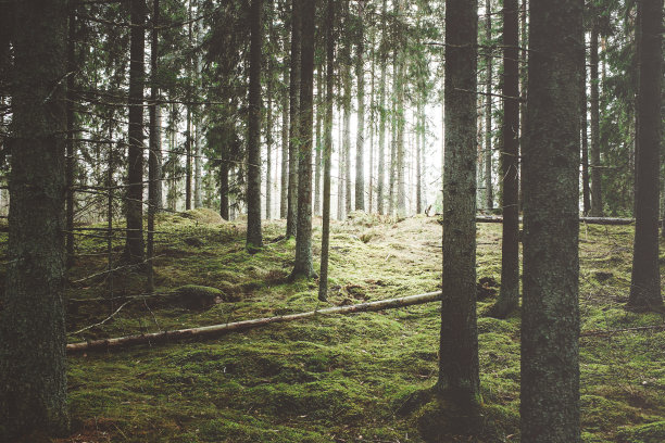 scandinavian