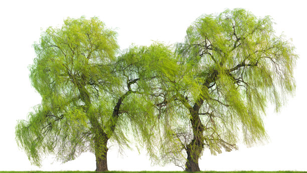 willow