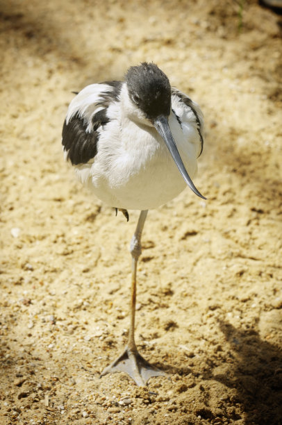 avocet