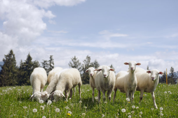 lamb