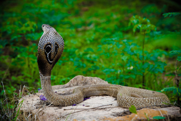 cobra
