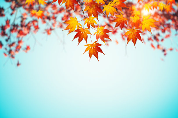 秋天红叶树