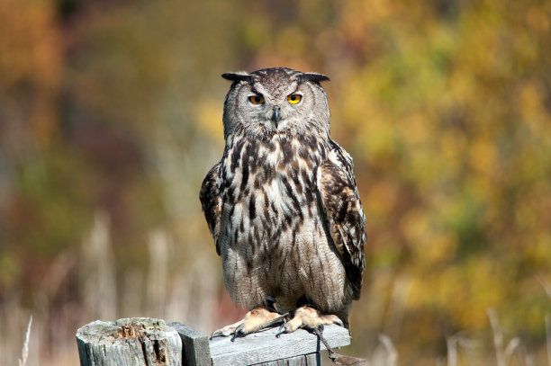 strix
