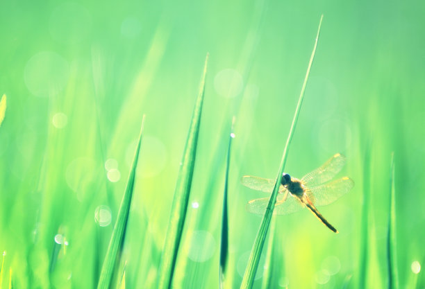 野花和蜻蜓