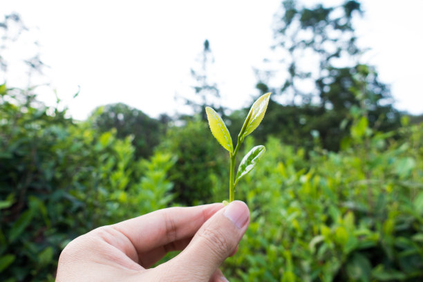 采摘茶叶