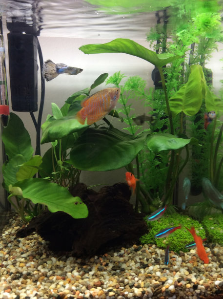 aquarium