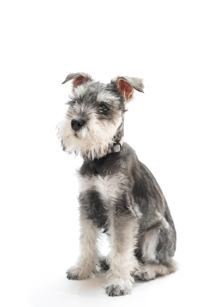 schnauzer
