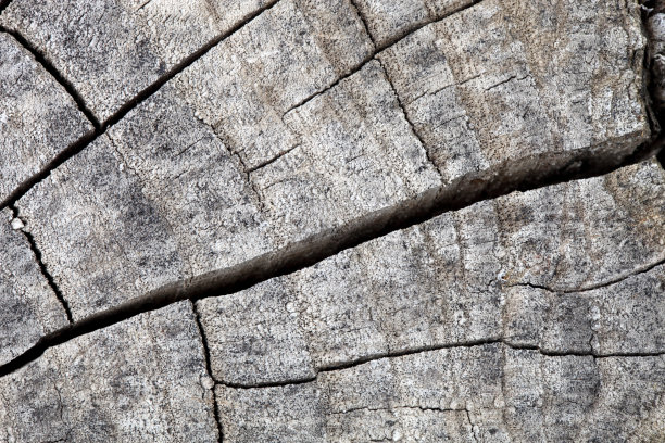老木料木纹年轮背景素材