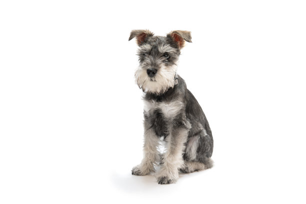 schnauzer