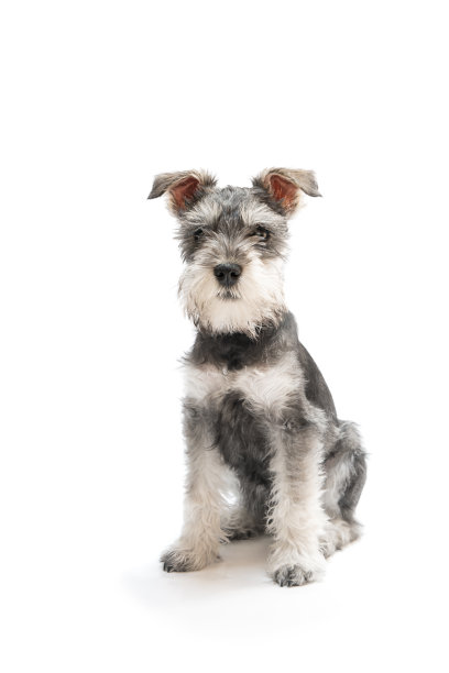 schnauzer