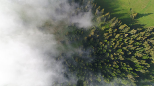 forest