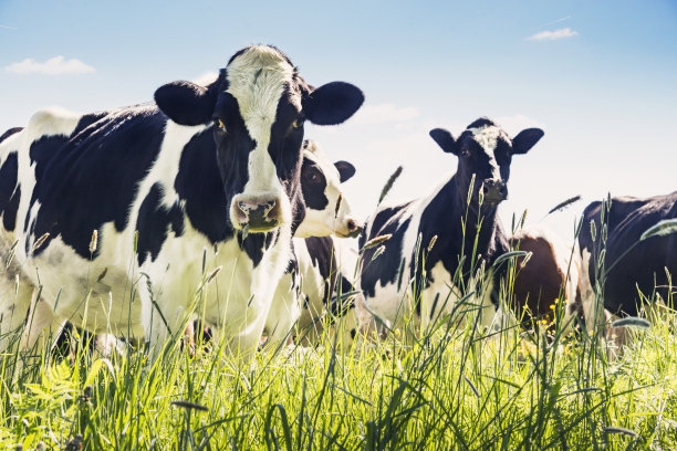 dairy