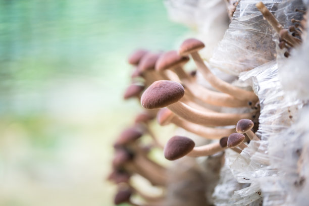 菌菇菇培育