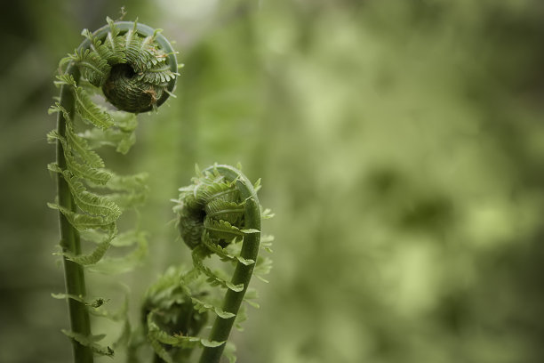 fiddlehead