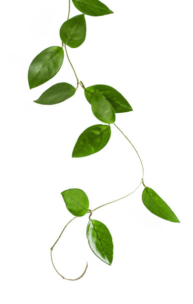 藤本植物