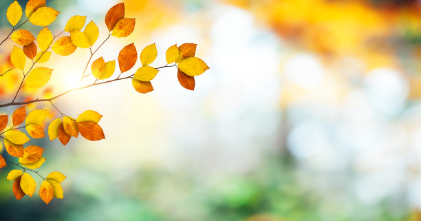 秋季秋天黄色树