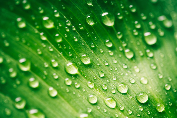 露水