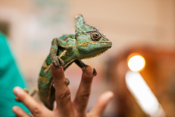 reptilia