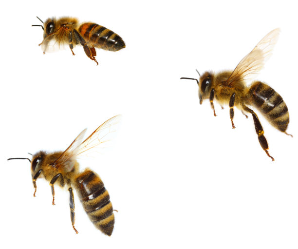 bee
