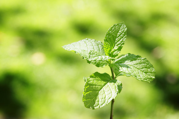 peppermint