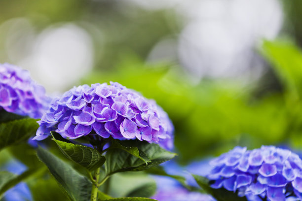 蓝紫花