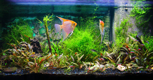 aquarium