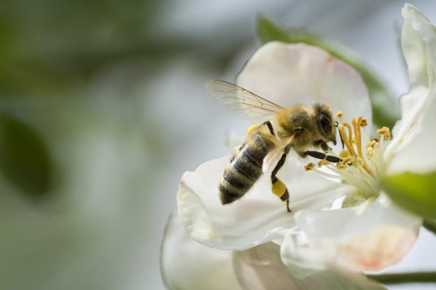 天然花粉