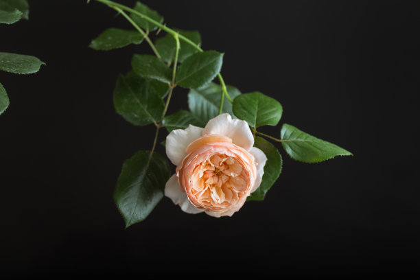 玫瑰花黑色背景