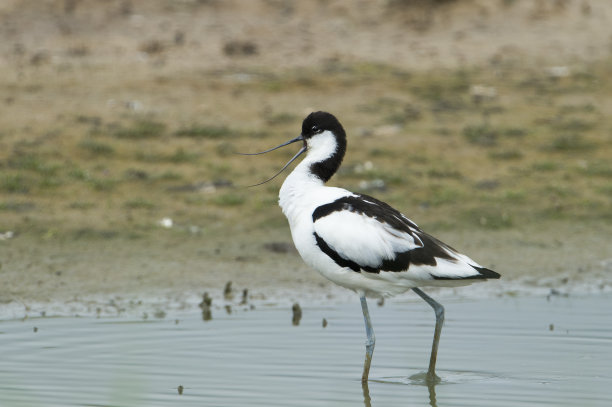 avocet