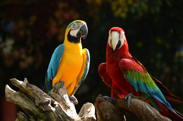 parrots