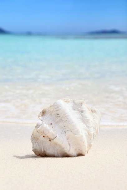 shells