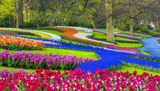 郁金香花圃