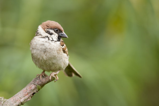 sparrow