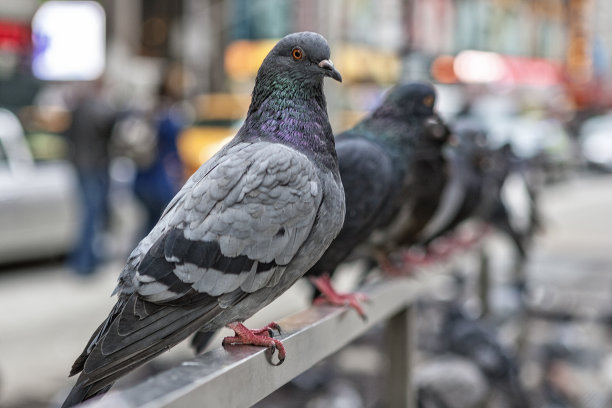 pigeon