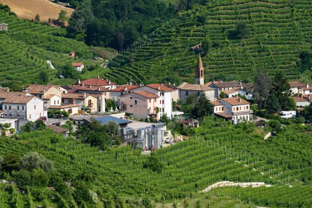 vineyard