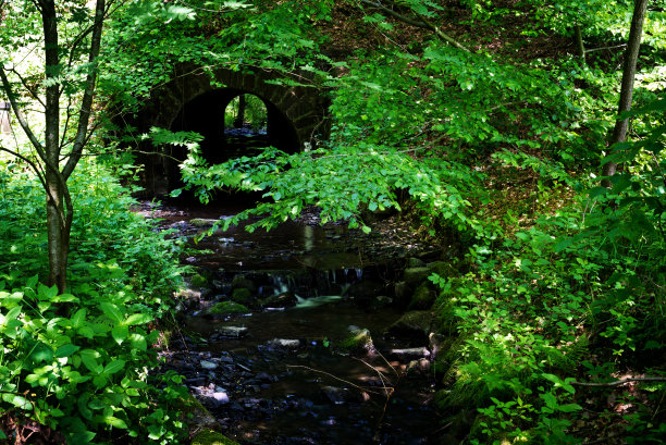 绿色林荫隧道