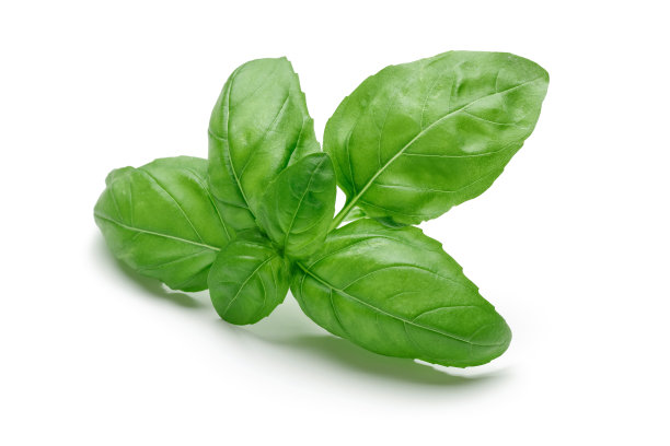 basil