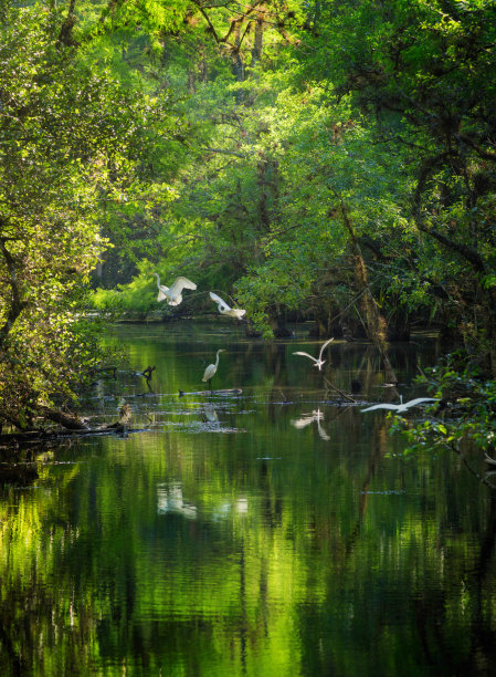 沼泽地国家公园